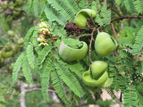 Caesalpinia coriaria | American Sumac | Divi-divi | Cascalote |10_Seeds