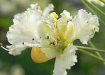 Caesalpinia pulcherrima White | 10_Seeds