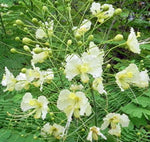 Caesalpinia pulcherrima White | 10_Seeds
