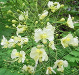 Caesalpinia pulcherrima White | 10_Seeds
