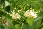 Caesalpinia pulcherrima White | 10_Seeds