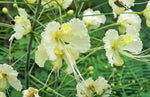 Caesalpinia pulcherrima White | 10_Seeds