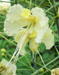 Caesalpinia pulcherrima White | 10_Seeds