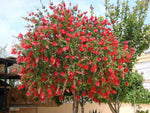 Callistemon citrinus | Lemon Crimson Bottlebrush | 200_Seeds