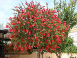 Callistemon citrinus | Lemon Crimson Bottlebrush | 200_Seeds