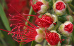 Callistemon citrinus | Lemon Crimson Bottlebrush | 200_Seeds