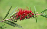 Callistemon citrinus | Lemon Crimson Bottlebrush | 200_Seeds