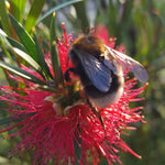 Callistemon rigidus | Red Cluster Bottlebrush Tree | Clemson Hardy | 50_Seeds