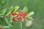 Callistemon rigidus | Red Cluster Bottlebrush Tree | Clemson Hardy | 50_Seeds