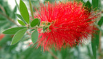 Callistemon rigidus | Red Cluster Bottlebrush Tree | Clemson Hardy | 50_Seeds