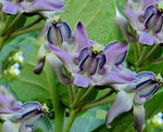 Calotropis gigantea Blue | Giant Milkweed | Crown Flower | 10_Seeds