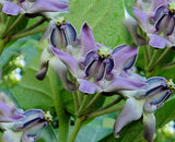 Calotropis gigantea Blue | Giant Milkweed | Crown Flower | 10_Seeds