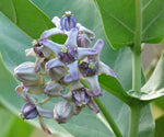 Calotropis gigantea Blue | Giant Milkweed | Crown Flower | 10_Seeds