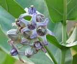 Calotropis gigantea Blue | Giant Milkweed | Crown Flower | 10_Seeds