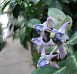 Calotropis gigantea Blue | Giant Milkweed | Crown Flower | 10_Seeds
