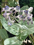 Calotropis gigantea Blue | Giant Milkweed | Crown Flower | 10_Seeds