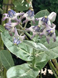 Calotropis gigantea Blue | Giant Milkweed | Crown Flower | 10_Seeds