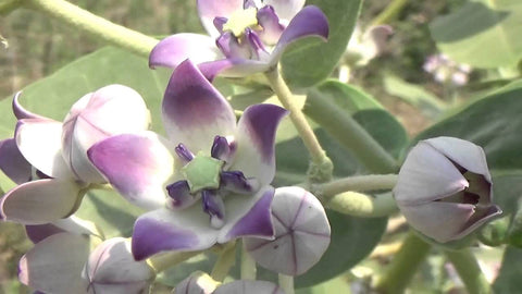 Calotropis gigantea | Giant Milkweed | Crown Flower | Swallow Wort | 10_Seeds