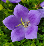 Campanula carpatica | Carpathian & Tussock Bellflower | Harebell | 200_Seeds