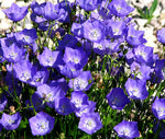 Campanula carpatica | Carpathian & Tussock Bellflower | Harebell | 200_Seeds