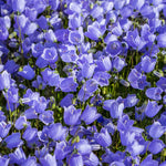 Campanula carpatica | Carpathian & Tussock Bellflower | Harebell | 200_Seeds