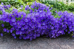 Campanula carpatica | Carpathian & Tussock Bellflower | Harebell | 200_Seeds