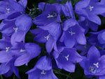 Campanula carpatica | Carpathian & Tussock Bellflower | Harebell | 200_Seeds