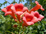 Campsis radicans | Cow Itch | Hummingbird Vine | Trumpet Creeper | 20_Seeds