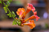 Campsis radicans | Cow Itch | Hummingbird Vine | Trumpet Creeper | 20_Seeds