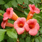 Campsis radicans | Cow Itch | Hummingbird Vine | Trumpet Creeper | 20_Seeds
