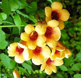 Campsis radicans Flava | Yellow Trumpet Vine | 50_seeds