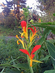 Canna x generalis Cleopatra | Canna Lily | 10_Seeds
