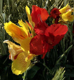 Canna x generalis Cleopatra | Canna Lily | 10_Seeds