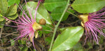 Capparis zeylanica | Ceylon Caper | 10_Seeds