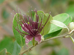Capparis zeylanica | Ceylon Caper | 10_Seeds