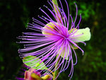 Capparis zeylanica | Ceylon Caper | 10_Seeds