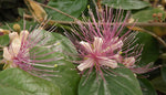 Capparis zeylanica | Ceylon Caper | 10_Seeds