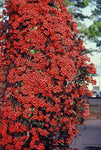 Bignonia capreolata Atrosanguinea | Red Cross Vine | Trumpet Flower | 5_Seeds