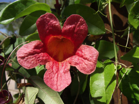 Bignonia capreolata Atrosanguinea | Red Cross Vine | Trumpet Flower | 5_Seeds