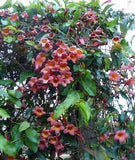 Bignonia capreolata Atrosanguinea | Red Cross Vine | Trumpet Flower | 5_Seeds