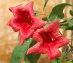 Bignonia capreolata Atrosanguinea | Red Cross Vine | Trumpet Flower | 5_Seeds