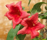 Bignonia capreolata Atrosanguinea | Red Cross Vine | Trumpet Flower | 5_Seeds