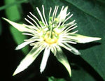 Passiflora capsularis | Red Granadilla | 10_Seeds