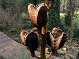Cardiocrinum giganteum | Giant Himalayan Lily | 20_Seeds