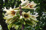 Cardiocrinum giganteum | Giant Himalayan Lily | 20_Seeds