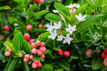 Carissa carandas | Bengal Currant | Christs Thorn | Carandas Plum | | 50_Seeds