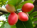 Carissa carandas | Bengal Currant | Christs Thorn | Carandas Plum | | 50_Seeds