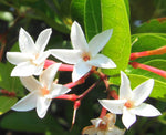 Carissa carandas | Bengal Currant | Christs Thorn | Carandas Plum | | 50_Seeds
