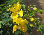 Cassia auriculata | Matura Tea Tree | Ranawara | Avaram Senna | 10_Seeds