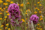 Castilleja exserta | Exserted Indian Paintbrush | Purple Owls Clover | 500_Seeds
